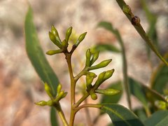 Eucalyptus apothalassica