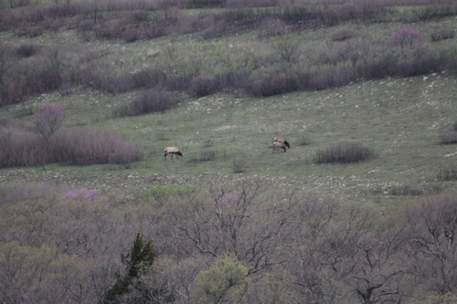 Elk photographed in Kansas