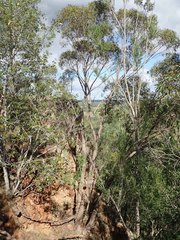 Eucalyptus apothalassica