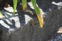 Sceloporus malachiticus