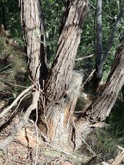 Eucalyptus apothalassica