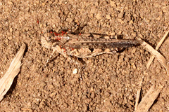 Pycnostictus seriatus