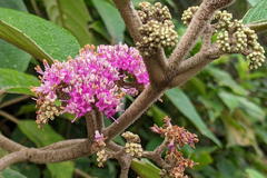 Callicarpa tomentosa