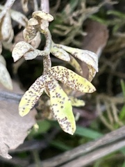 Puccinia erigeniae