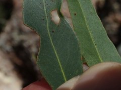 Eucalyptus apothalassica