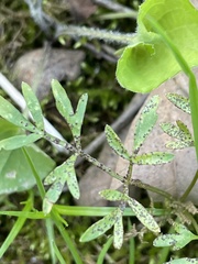 Puccinia erigeniae