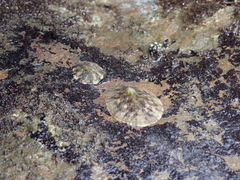Nacellidae