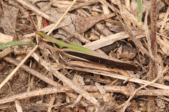 Aiolopus thalassinus