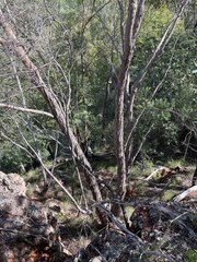 Eucalyptus apothalassica
