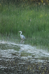Ardea cinerea