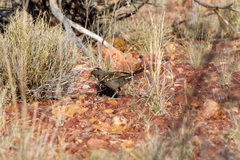 Pomatostomus ruficeps