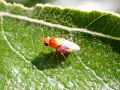 Thaumatomyia rubida