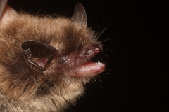 Myotis planiceps