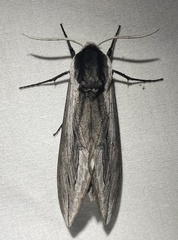 Sphinx drupiferarum