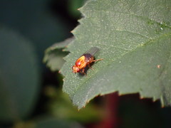 Thaumatomyia rubida