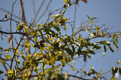 Sarcomphalus mexicanus