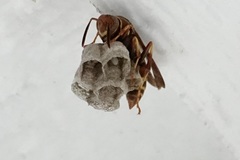 Polistes dorsalis dorsalis