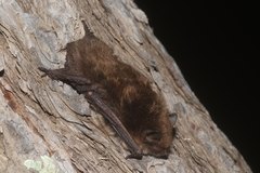 Myotis planiceps