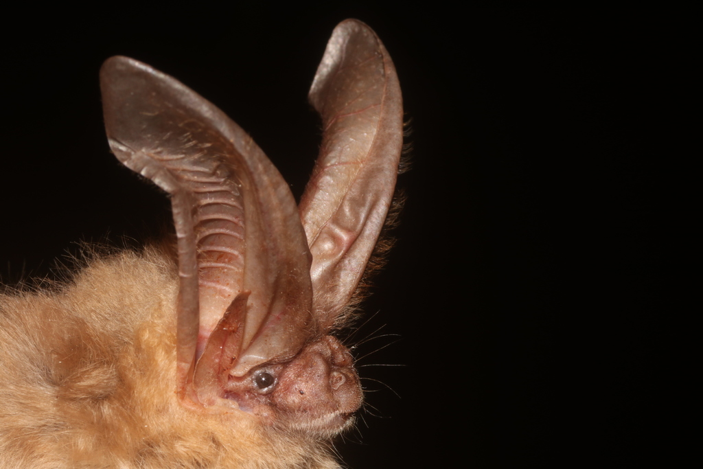 Townsend's Big-eared Bat