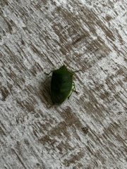 Pentatomidae