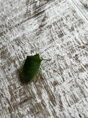 Pentatomidae