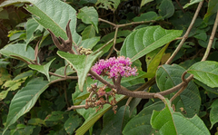 Callicarpa tomentosa