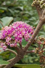 Callicarpa tomentosa