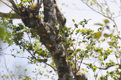 Melanerpes hoffmannii