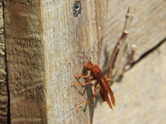 Polistes canadensis