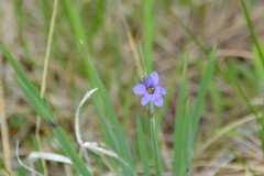 Sisyrinchium montanum