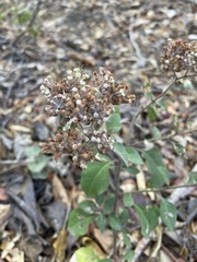 Salpianthus arenarius