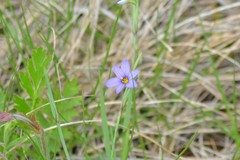Sisyrinchium montanum
