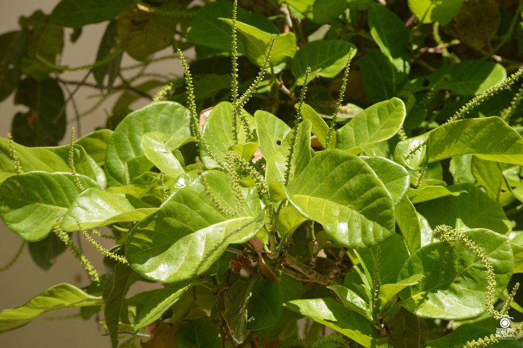 Coccoloba Barbadensis From Municipio De Colima Col M Xico On April At Am By