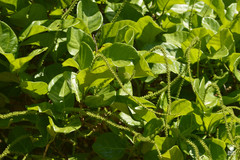 Coccoloba barbadensis