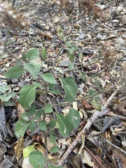 Salpianthus arenarius