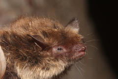 Myotis planiceps