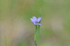 Sisyrinchium montanum