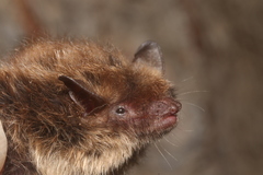 Myotis planiceps
