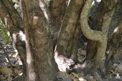 Coccoloba barbadensis