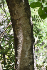 Coccoloba barbadensis