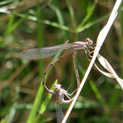 Argia pallens