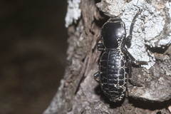 Zopherus laevicollis