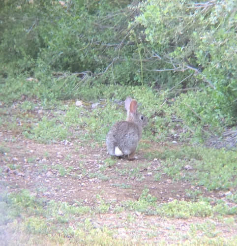 iNaturalist observation photo of Brush Rabbit