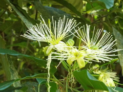 Capparidastrum mollicellum