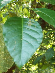 Capparidastrum mollicellum