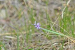 Sisyrinchium montanum