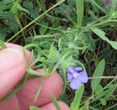 Salvia texana
