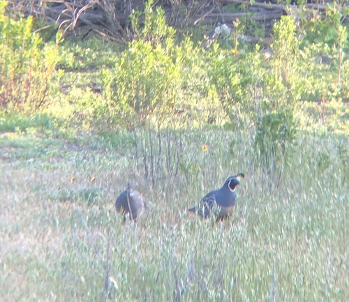 iNaturalist observation photo of California Quail