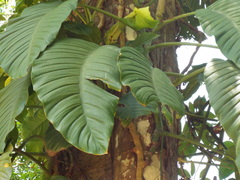Monstera acuminata