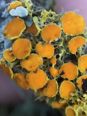 Teloschistes sieberianus